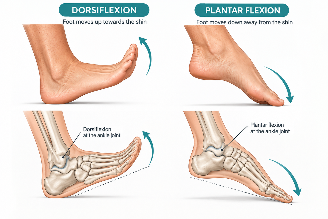 Visual depiction of Dorsiflexion and Plantar Flexion